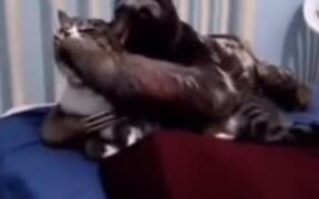 The Creepy Sloth Is Back - Animals - VIDEOTIME.COM