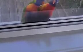 2 Lorikeets Goofing Out At Their Own Reflections