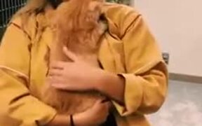 Cat Doesn't Want To Let Go Of It's New Owner - Animals - VIDEOTIME.COM