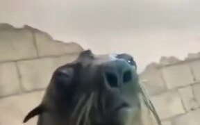When Your Pet Seal Is Just As Weird As You - Animals - VIDEOTIME.COM