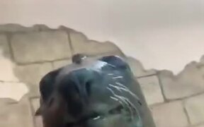 When Your Pet Seal Is Just As Weird As You - Animals - VIDEOTIME.COM