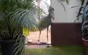 Shoebill Bird's Beak Sound Sounds Just Gunfire - Animals - VIDEOTIME.COM