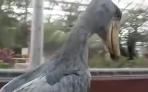 Shoebill Bird's Beak Sound Sounds Just Gunfire - Animals - VIDEOTIME.COM