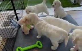 Golden Retrievers Play With Their New Playmate - Animals - VIDEOTIME.COM