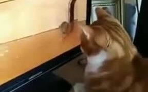 Cat Wonders Where The Mouse Went - Animals - VIDEOTIME.COM