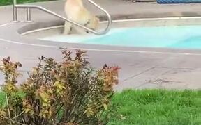 Puppy's First Time Playing Around In The Pool