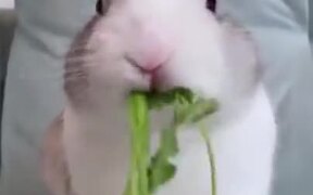 Bunny Eats A Stalk Of Parsley In Under A Minute