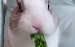 Bunny Eats A Stalk Of Parsley In Under A Minute