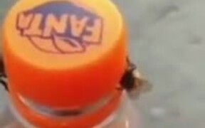 Two Bees Open A Bottle Of Soda - Animals - VIDEOTIME.COM