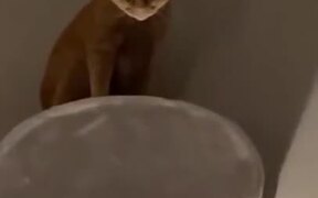 Did This Cat Just Turn Into Batman?! - Animals - VIDEOTIME.COM