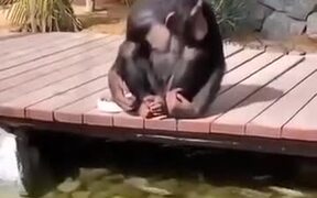 Chimpanzee Watches While Feeding Some Fishes - Animals - VIDEOTIME.COM