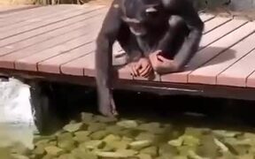 Chimpanzee Watches While Feeding Some Fishes