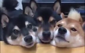 Three Dogs Do The Mlem! - Animals - VIDEOTIME.COM
