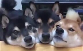 Three Dogs Do The Mlem!