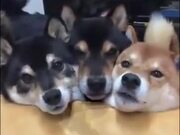 Three Dogs Do The Mlem! - Animals - Y8.COM