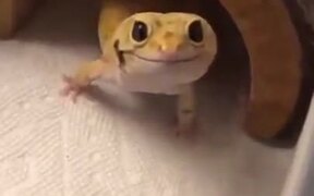 Gecko Has The Cutest Smile