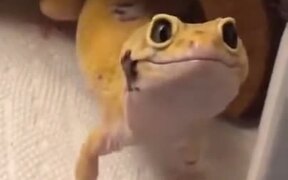 Gecko Has The Cutest Smile - Animals - VIDEOTIME.COM