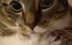 When The Cat Head Massager Just Isn't Good Enough - Animals - VIDEOTIME.COM
