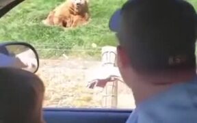 Bear Grabs Flying Toast Like A Boss