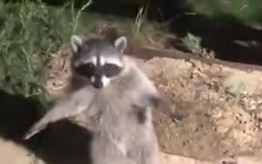 When The Cops Tell You To Freeze - Animals - VIDEOTIME.COM