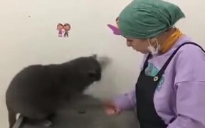 Cat Does Fast Set Of Melee Attacks - Animals - VIDEOTIME.COM
