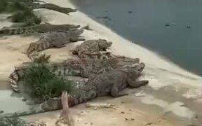 Duck Literally Walks Over Crocodiles