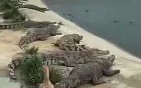 Duck Literally Walks Over Crocodiles - Animals - VIDEOTIME.COM