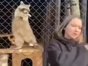 Raccoon Really Got The Moves To Rock It - Animals - Y8.COM