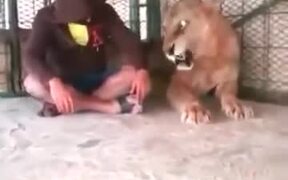 Man Sits With Angry Lion