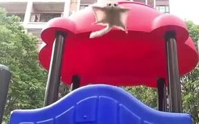 Cute Sugar Glider - Animals - VIDEOTIME.COM