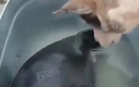 Beautiful Friendship Between Baby Seal And Dog - Animals - VIDEOTIME.COM