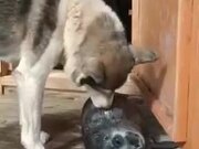 Beautiful Friendship Between Baby Seal And Dog