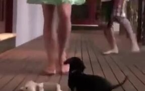 Dachshund Will Protect It's Owner Under Any Cost