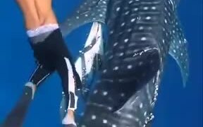 Man Cuts Off Plastic Stuck To A Whale Shark