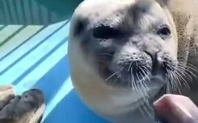 Seal's Sassy Face