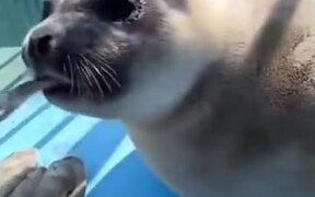 Seal's Sassy Face