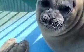 Seal's Sassy Face - Animals - VIDEOTIME.COM