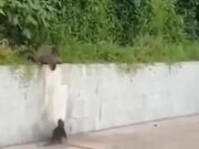 Otters Know How To Look Out For One Another