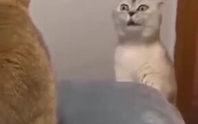 Cats Even Argue Rather Weird - Animals - VIDEOTIME.COM