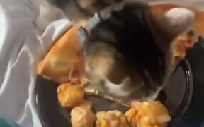 Cat Strongly Disapproves Of Pizza - Animals - VIDEOTIME.COM