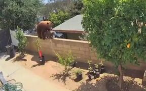 Brave Woman Pushes Bear Off Fence