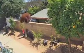 Brave Woman Pushes Bear Off Fence - Animals - VIDEOTIME.COM