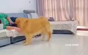 Jealous Dogs Are The Cutest - Animals - VIDEOTIME.COM