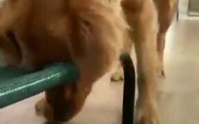 Doggo Tries To Take The Toy, Fails Badly - Animals - VIDEOTIME.COM
