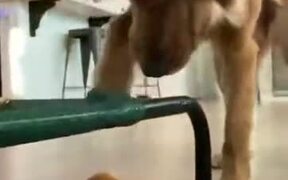 Doggo Tries To Take The Toy, Fails Badly - Animals - VIDEOTIME.COM
