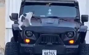 Cat Keeps Triggering Car Alarm