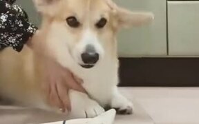 Angry Corgi Instantly Calms Down After Brushing - Animals - VIDEOTIME.COM