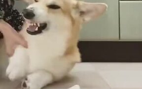 Angry Corgi Instantly Calms Down After Brushing