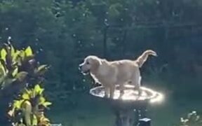 Golden Retriever Plays Around In The Bird Pool - Animals - VIDEOTIME.COM
