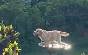 Golden Retriever Plays Around In The Bird Pool - Animals - VIDEOTIME.COM